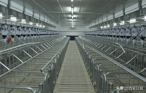 打出組合拳，酒泉市多措并舉促生豬穩產保供，助力畜牧漁業飼料銷售穩健發展